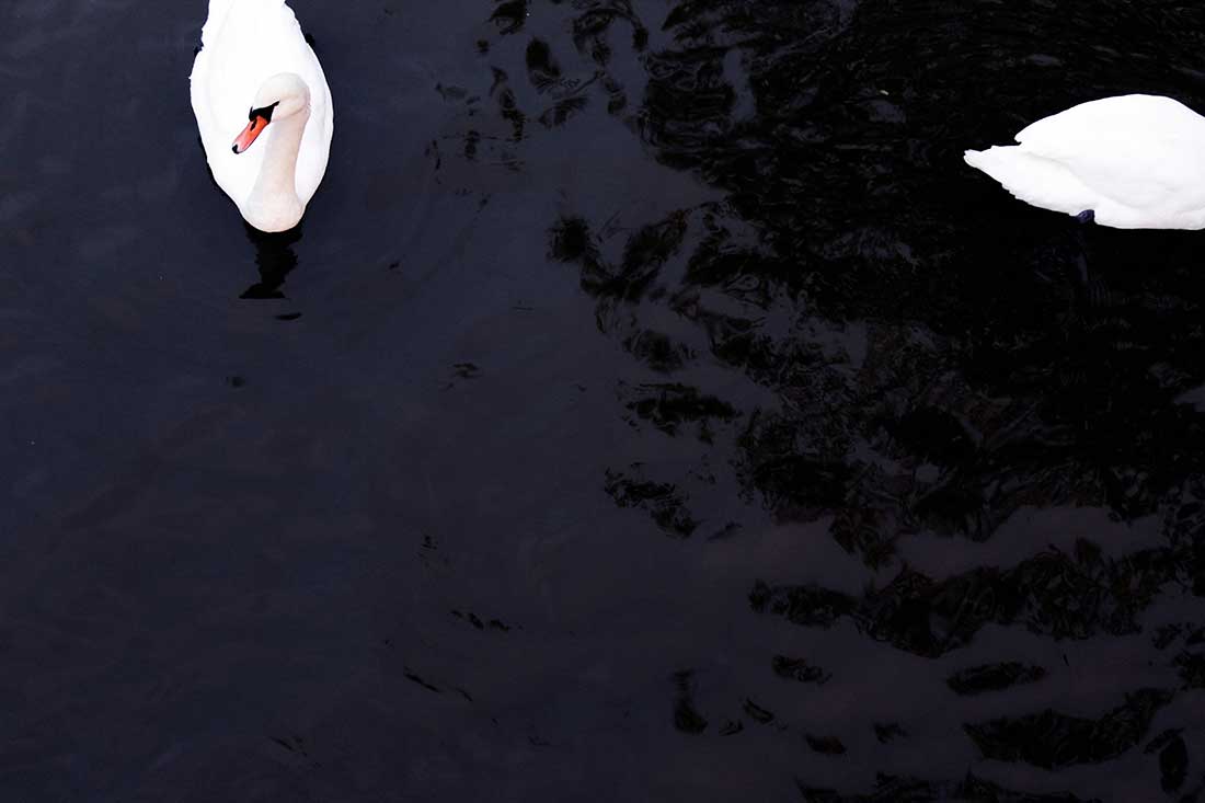 Cygnus - two white swans in a pond