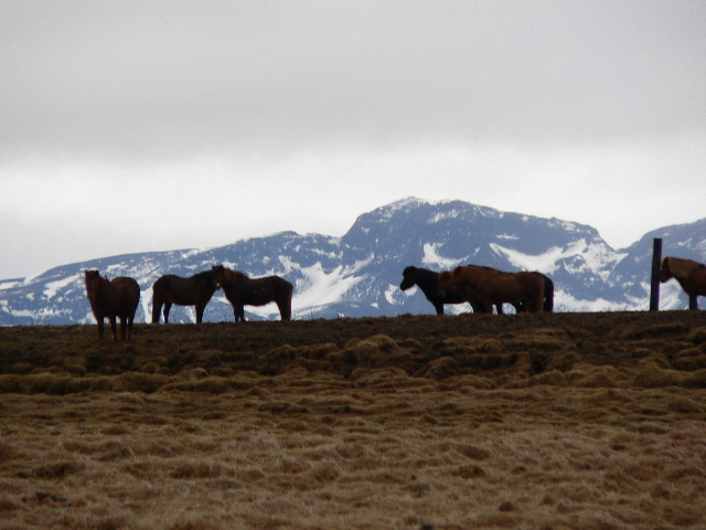 Horses and Mountains