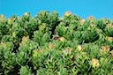 Protea Bush