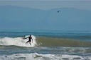 Surfing with the Birds