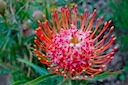 Pincushion Protea 1