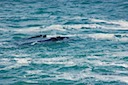 Whale Pair