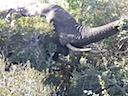 Elephant Hidden in the Bush