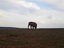 Elephant Alone