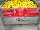 Lemons Ready for Travel