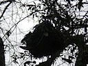 Weaving Bird Nests