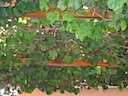 The Grapevines
