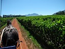 Riding Through the Vineyards